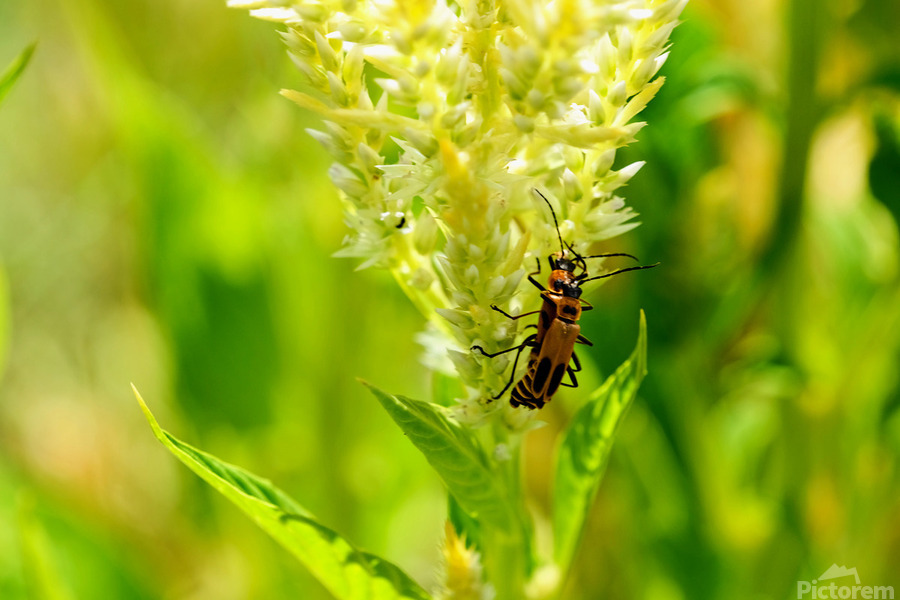 The Daylight Firefly: Guardian of the Green Flame  Print