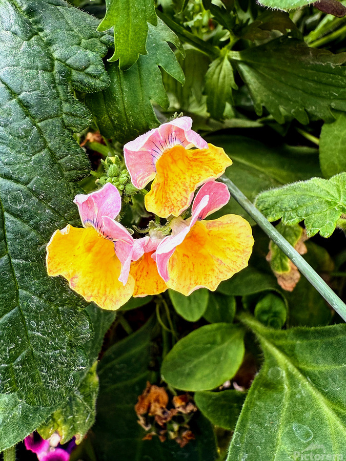 Pocketful of Sunshine  Print