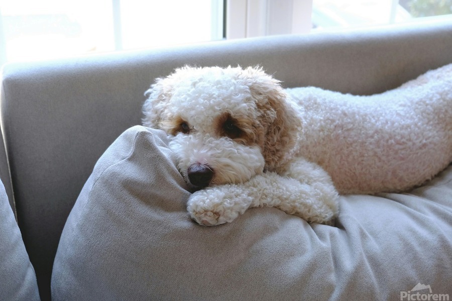 Patient Pooch Finn  Print