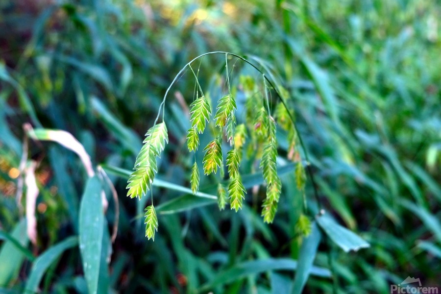 Silent Green Wind Chimes  Print