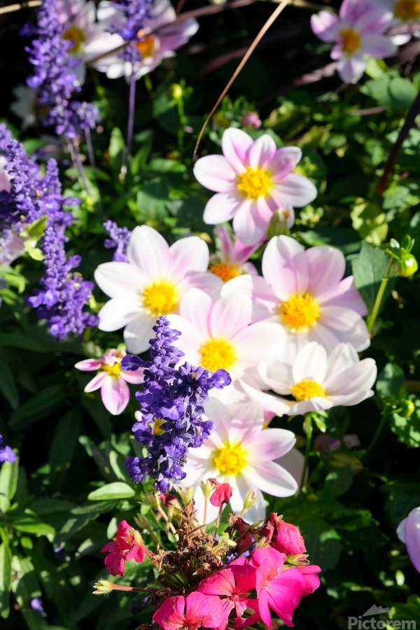 Blushing Petals 2B  Print