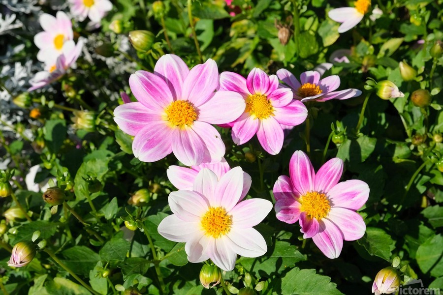 Blushing Petals   Print