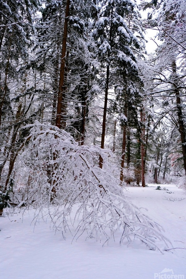 Bowing to Winter 2  Print