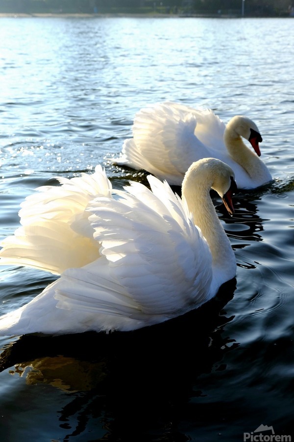 Wings of Love Pair 1A  Print