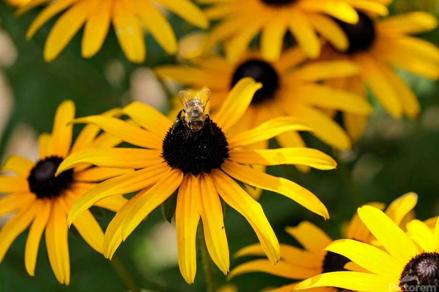 Bee One with Black-Eyed Susan  Print