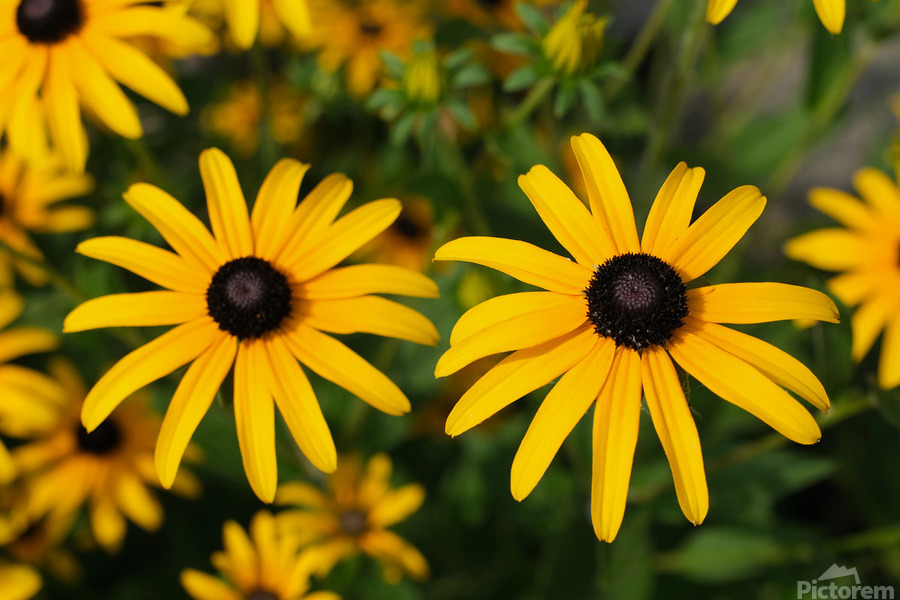 Golden Resilience: Black-Eyed Susan in Summer Bloom  Print