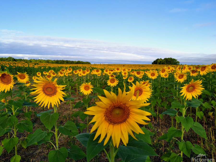 The Heart of Summer   Imprimer