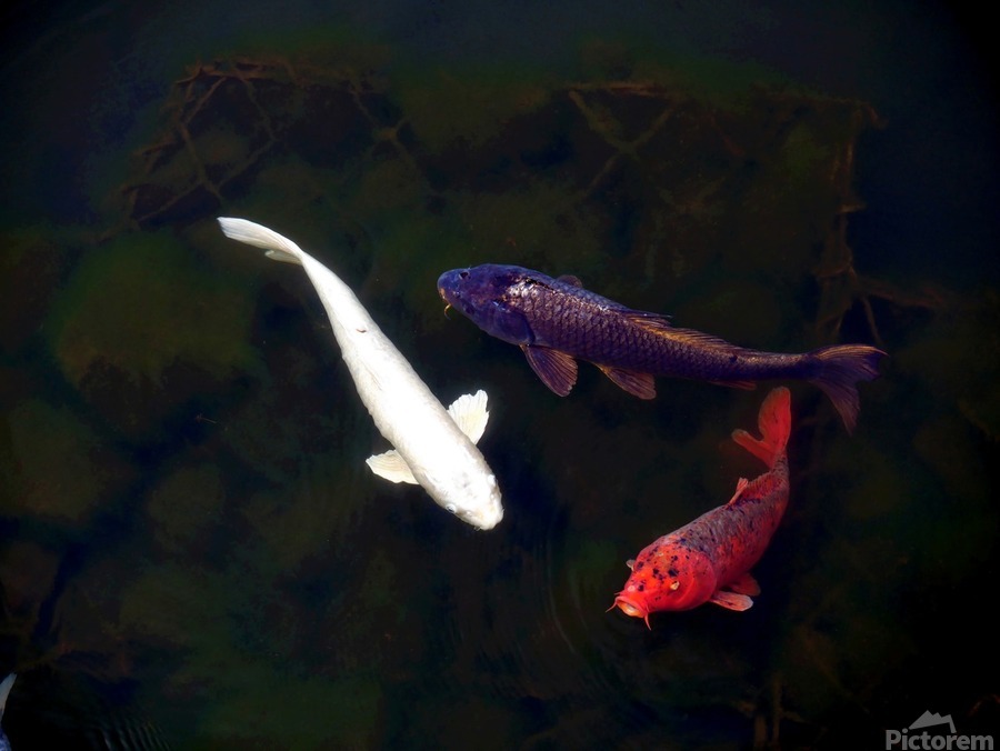 Some Very Coy Koi  Print