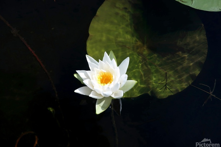 Blooms of Joy  Imprimer