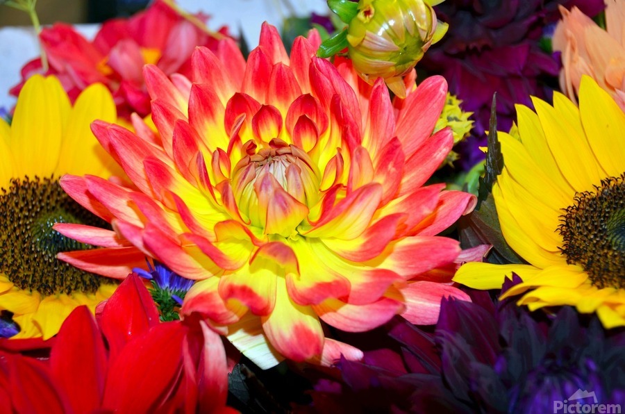 Flower Bloom 2  Print