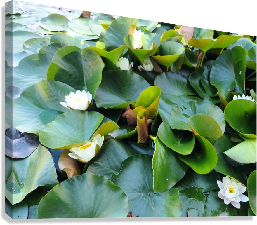 Nature’s Quiet Triumph Canvas Print