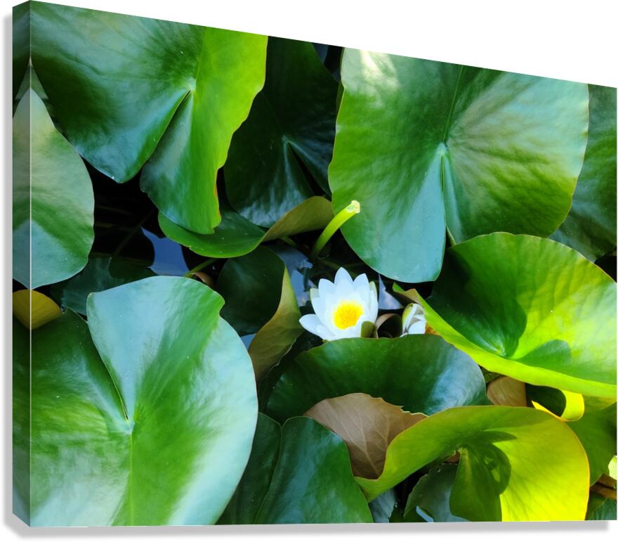 Lusty Lily: Beneath the Folds Canvas Print