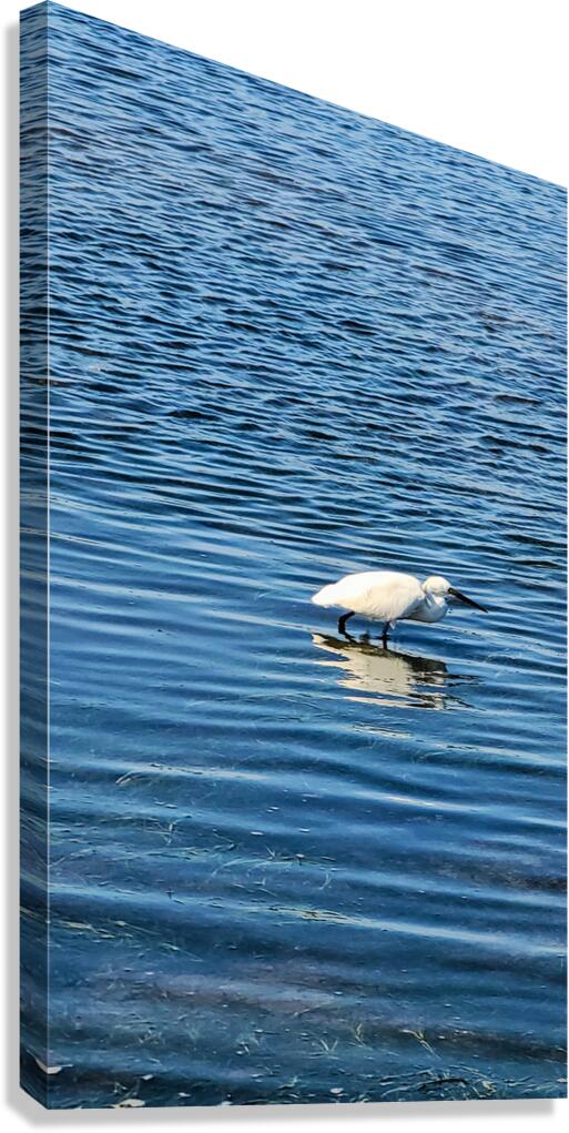 The Silent Hunt: A Lone Heron in Blue Canvas Print