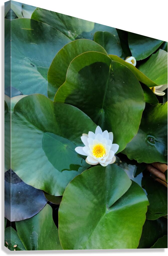 Blooms of Joy: Silence Speaks in Petals Canvas Print