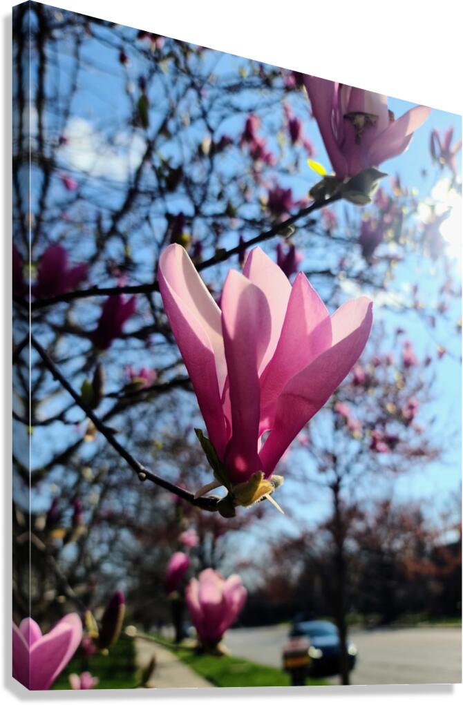 A Magnolia Moment in the Middle of Everything Canvas Print