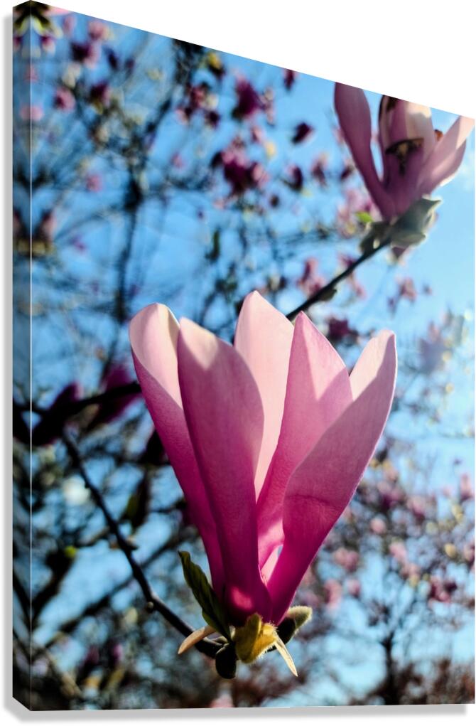 Petals Reflecting a Quiet Morning Canvas Print