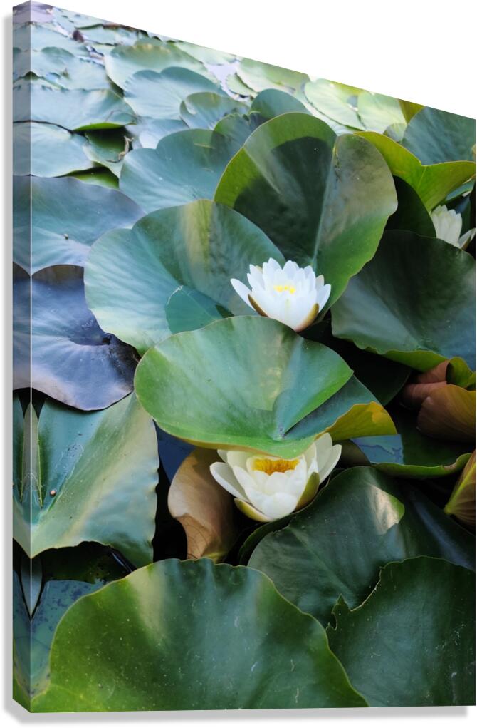Hidden Beauty Water Lily Canvas Print