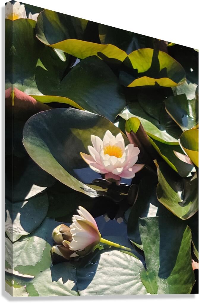 Sun-Kissed Petals: A Lilys Morning Canvas Print