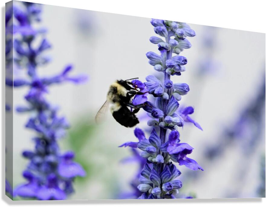 Bee Salivating the Blue Salvia Canvas Print