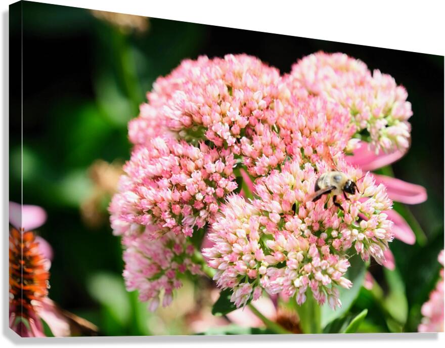  Sedum and the Messenger of Life Canvas Print