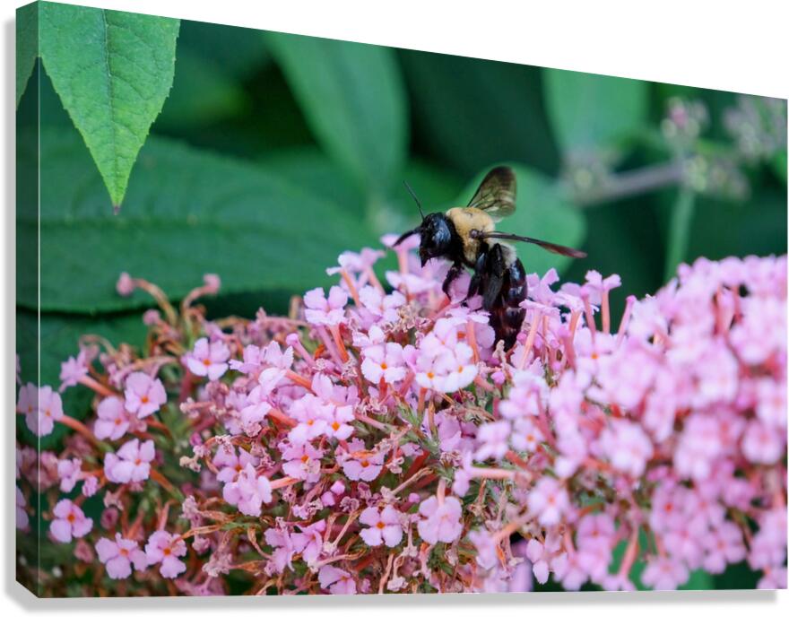 Just Bee Still In Fields of Pink Canvas Print