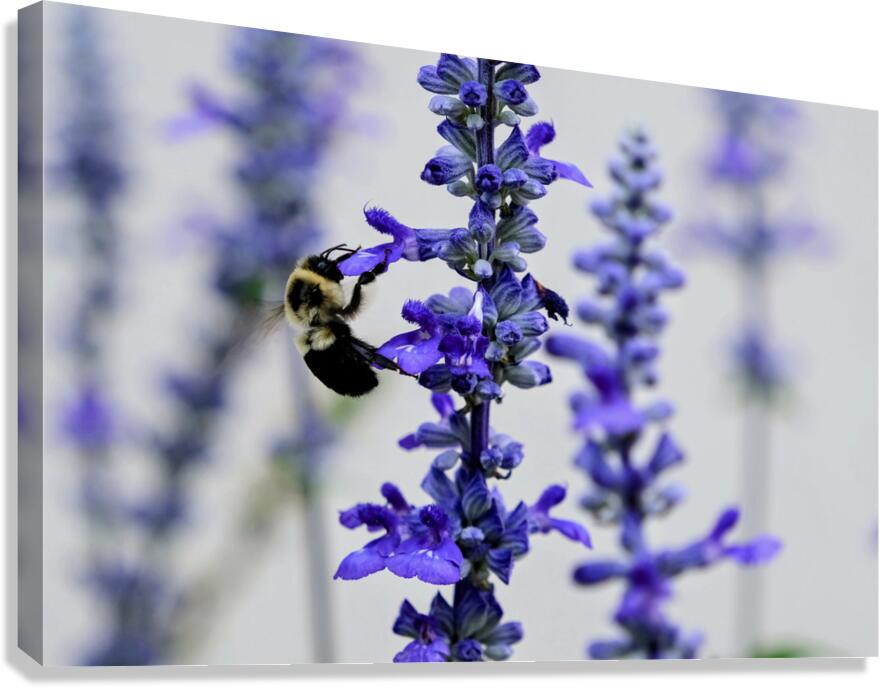 Lavender Towers and the Bee Canvas Print