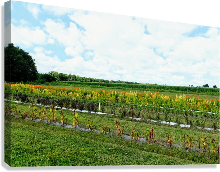 The Silent Pulse of Cultivation Canvas Print