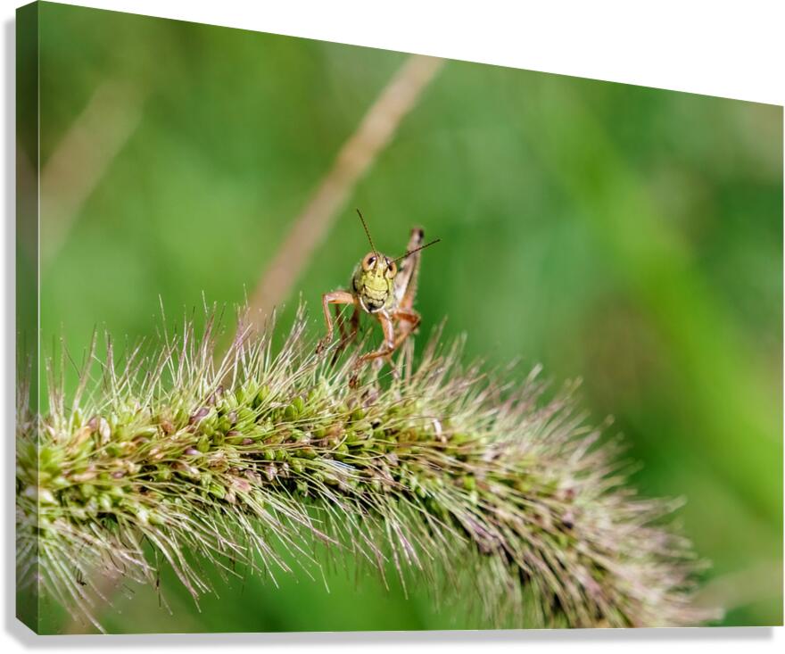 Smiling Happy Hopper on the Wild Silk Spine Canvas Print