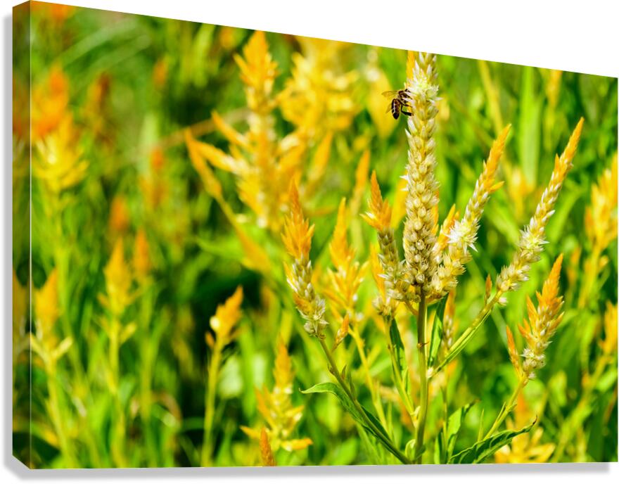 Yellow Wool Flower: Fields of Fire and Flight Canvas Print