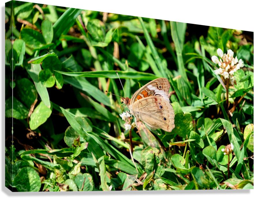 Ephemeral Spirits in Green Silence Canvas Print