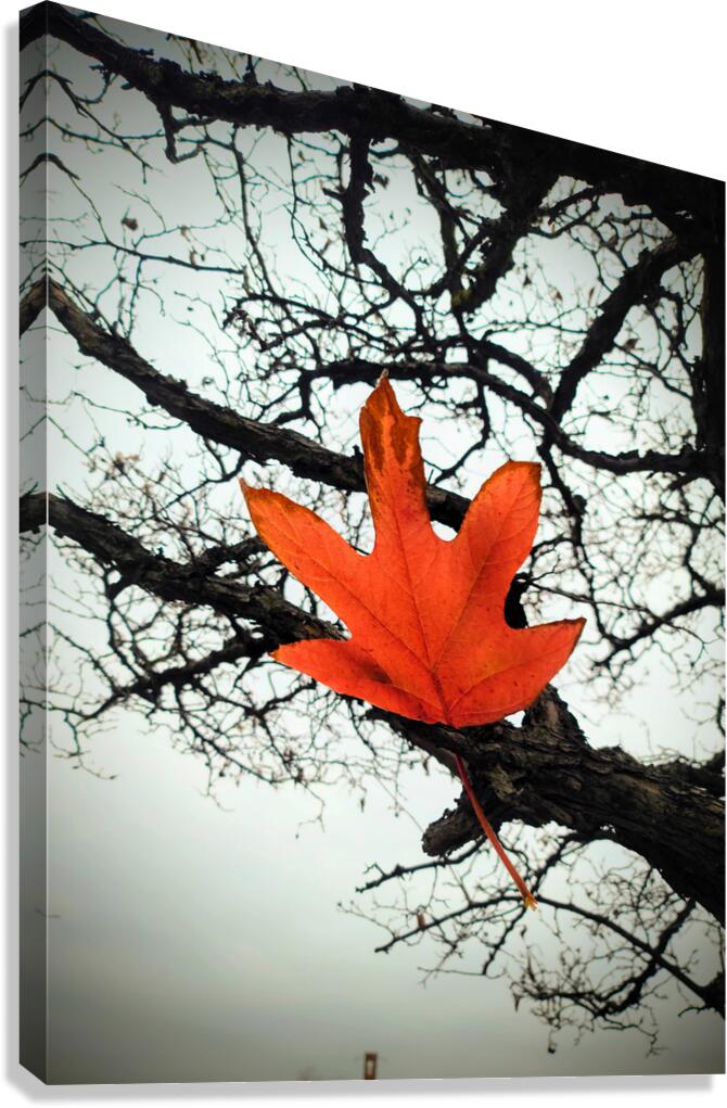 A Fallen Farewell : Defiant Ember Canvas Print