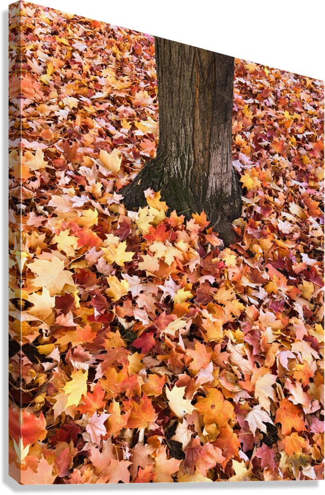 Leaves Me Stumped 1A Canvas Print