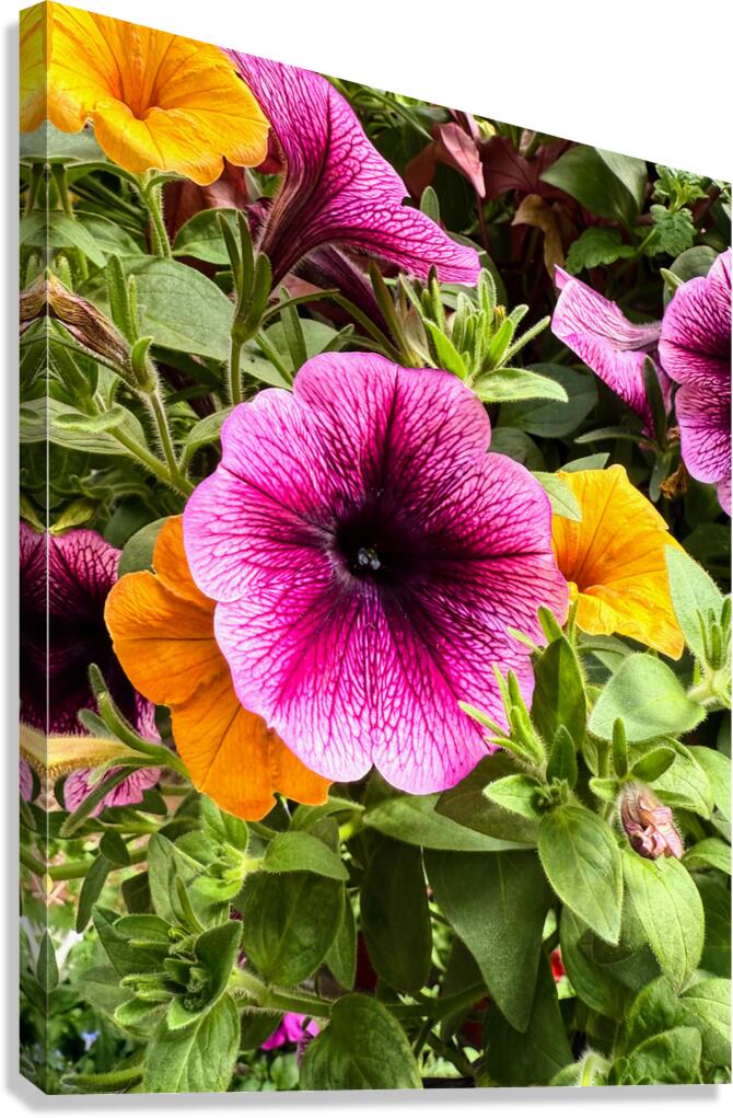 Whispers in Bloom – Petunia Poetry Canvas Print