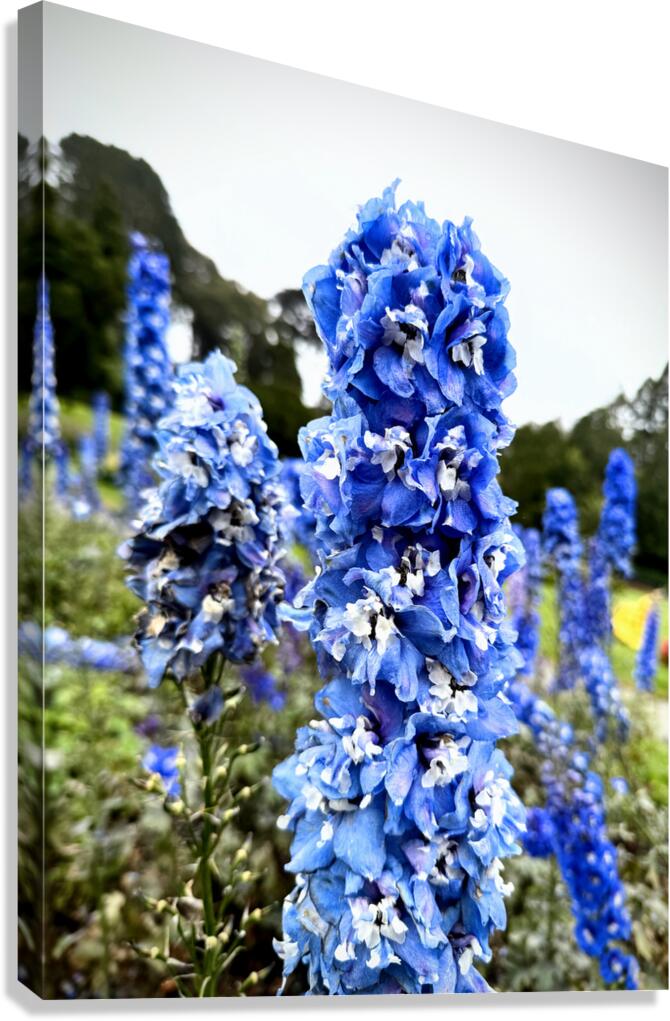 Blue Spire in Bloomstorm: Larkspur Canvas Print