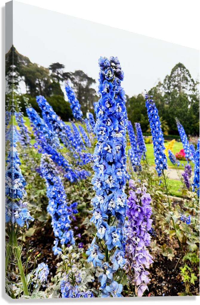 Whispers in Ultramarine Canvas Print