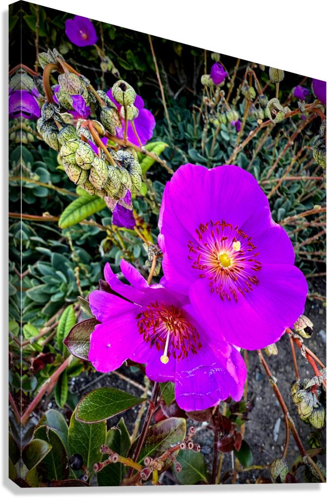 Rock Purslane: Pulse of the Desert Bloom Canvas Print