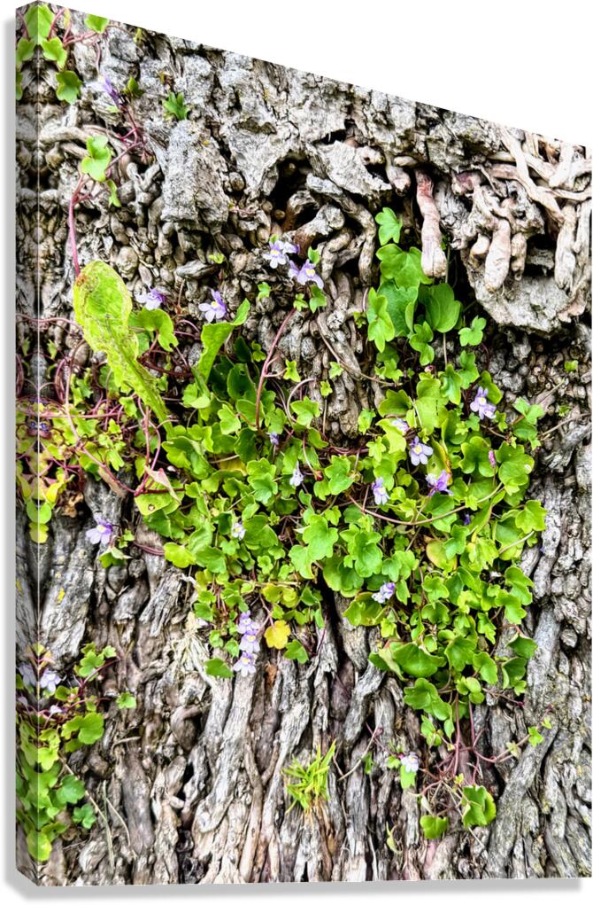  Ivy-leaved Toadflax: A Green Defiance Canvas Print