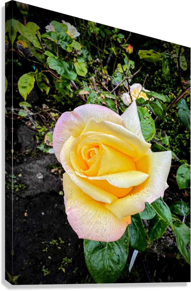 Alchemy in Bloom Canvas Print