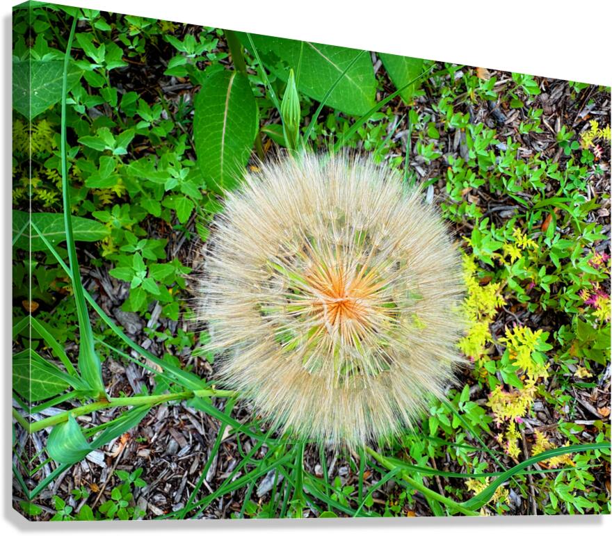 The Poetic Geometry of a Meadow’s Breath Canvas Print