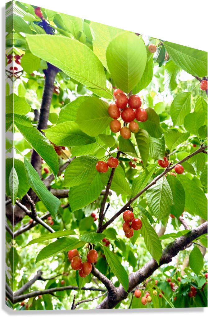 The Humble Crown of the Orchard Queen Canvas Print
