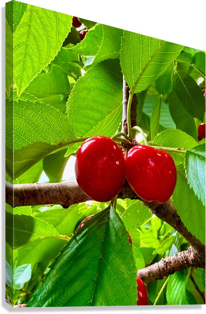 Twin Suns on the Orchard Axis Canvas Print