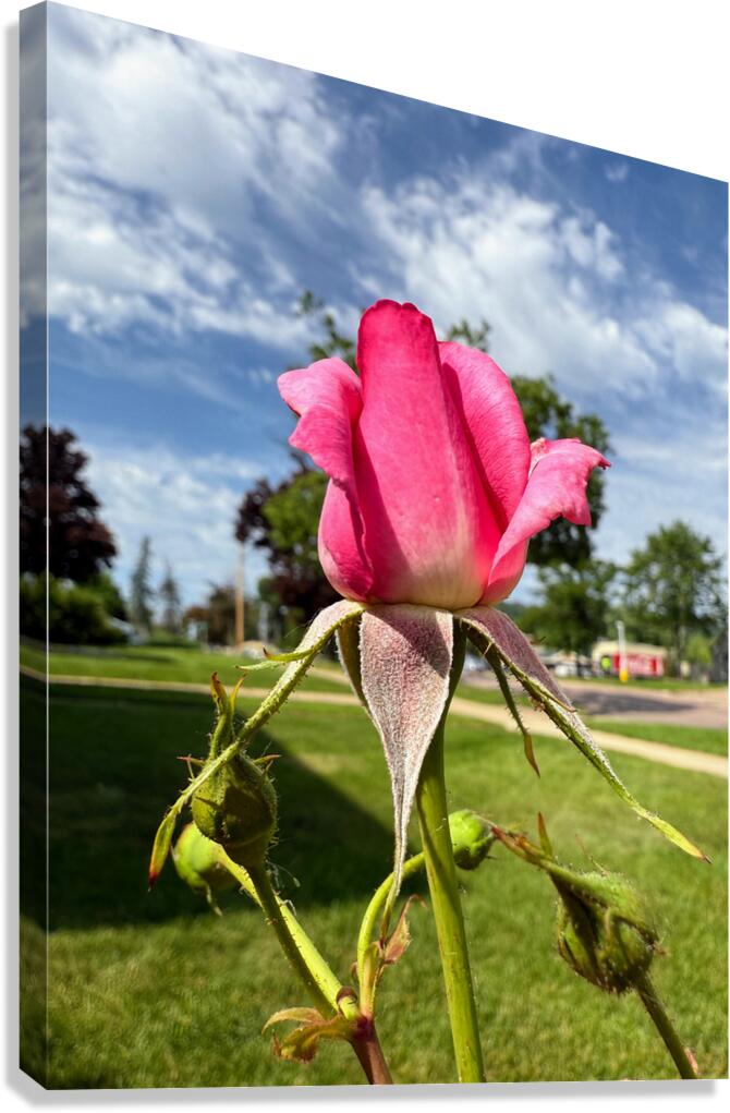 Unspoken Flame of the Garden’s Soul Canvas Print