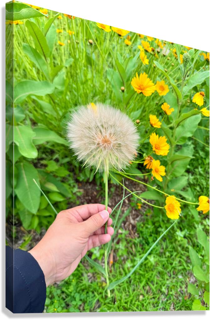 Cartography of a Wish Canvas Print