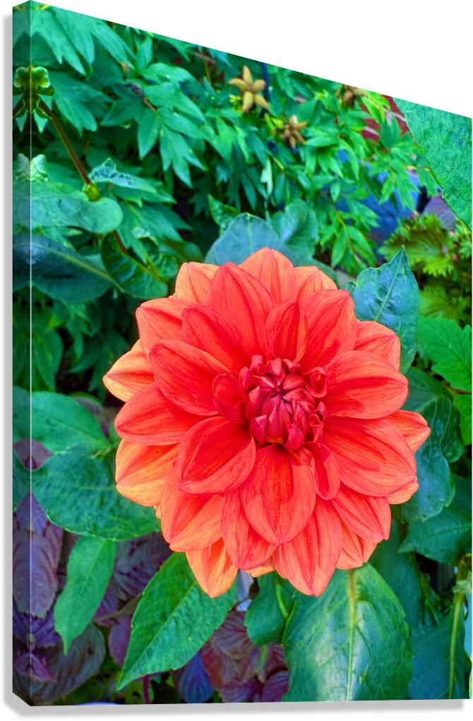 Dahlia Inferna: The Flame That Blossoms Canvas Print