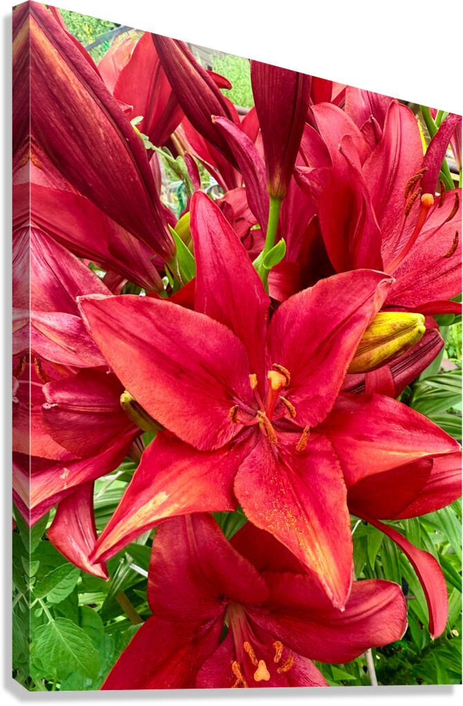 Close Encounter with Red Asiatic Lily Canvas Print