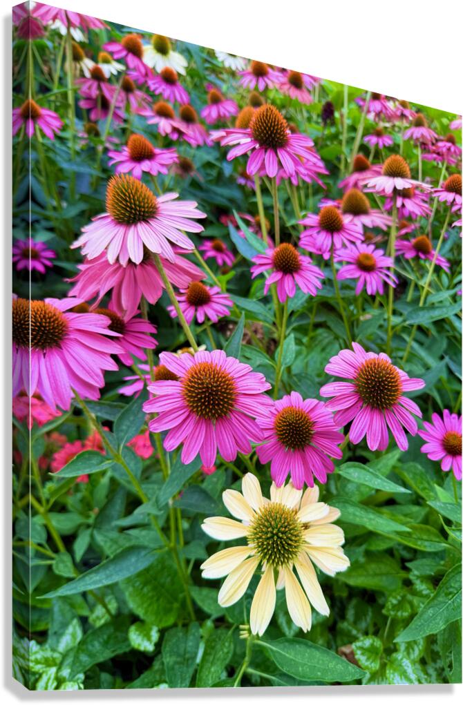 The Garden Collective Canvas Print