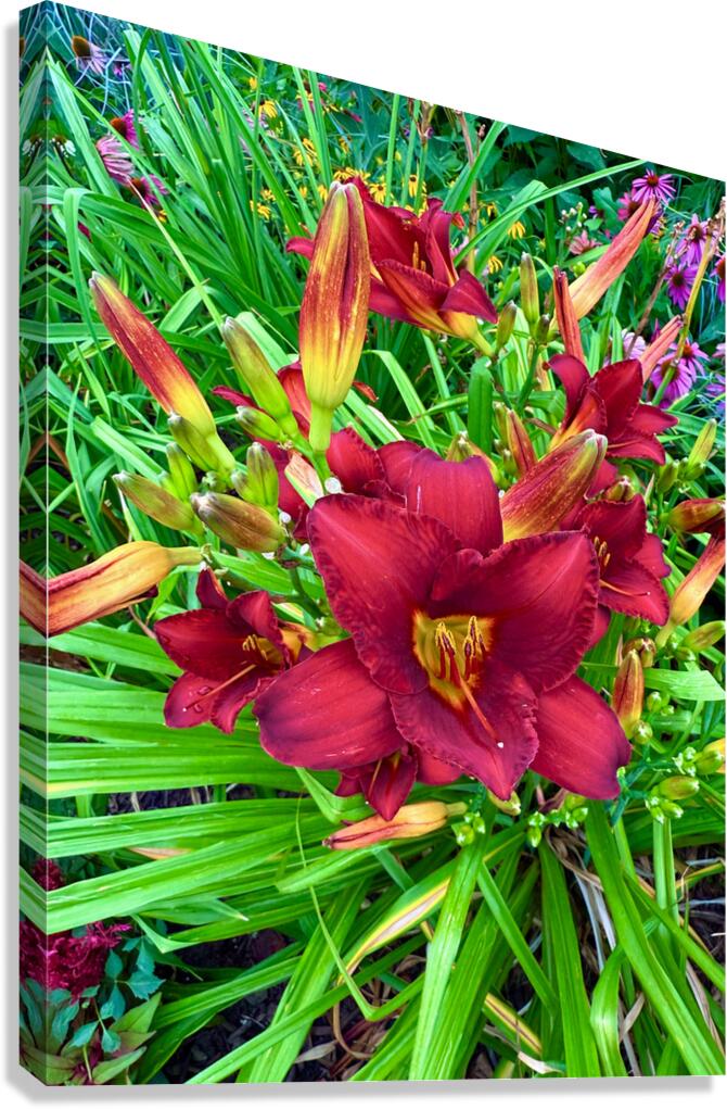 Scarlet Awakening Canvas Print