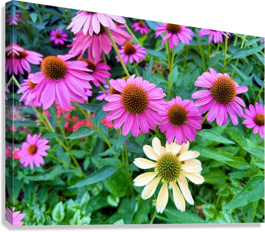 Pink & Cream Petalscape Canvas Print