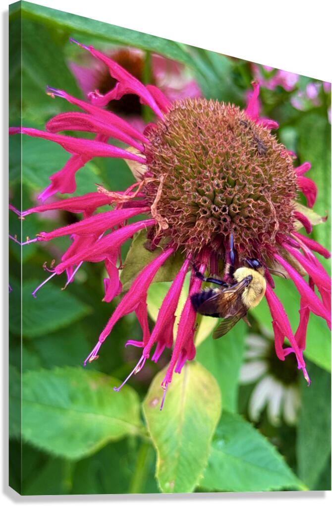 Vital Encounter Canvas Print