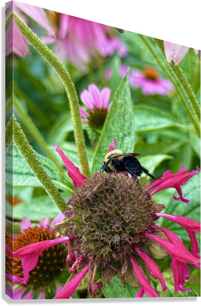 Fading Glory Last Harvest Canvas Print